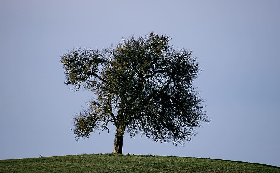 tree, deciduous tree, autumn, meadow, mountain, nature, landscape HD wallpaper
