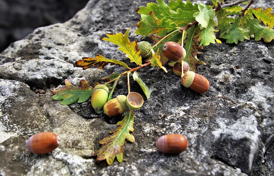 sprig, rock, oak, stone, gray, foliage, closeup, leaf, pattern HD wallpaper