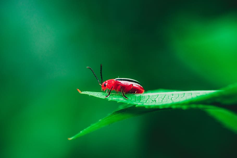 Up Close Shot Of A Flea With A Black Background, Fleas Picture Close Up,  Flea, Close Up Background Image And Wallpaper for Free Download