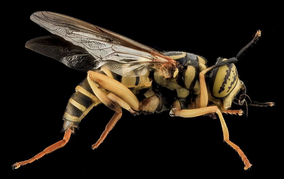 fly, hover, animal, wild, nature, insect, black background HD wallpaper