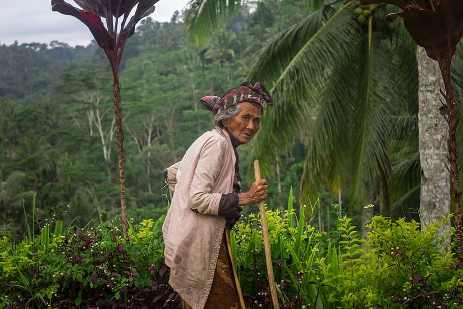 bali, rice, jungle, trees, palm, old, old woman, misterieous, HD wallpaper