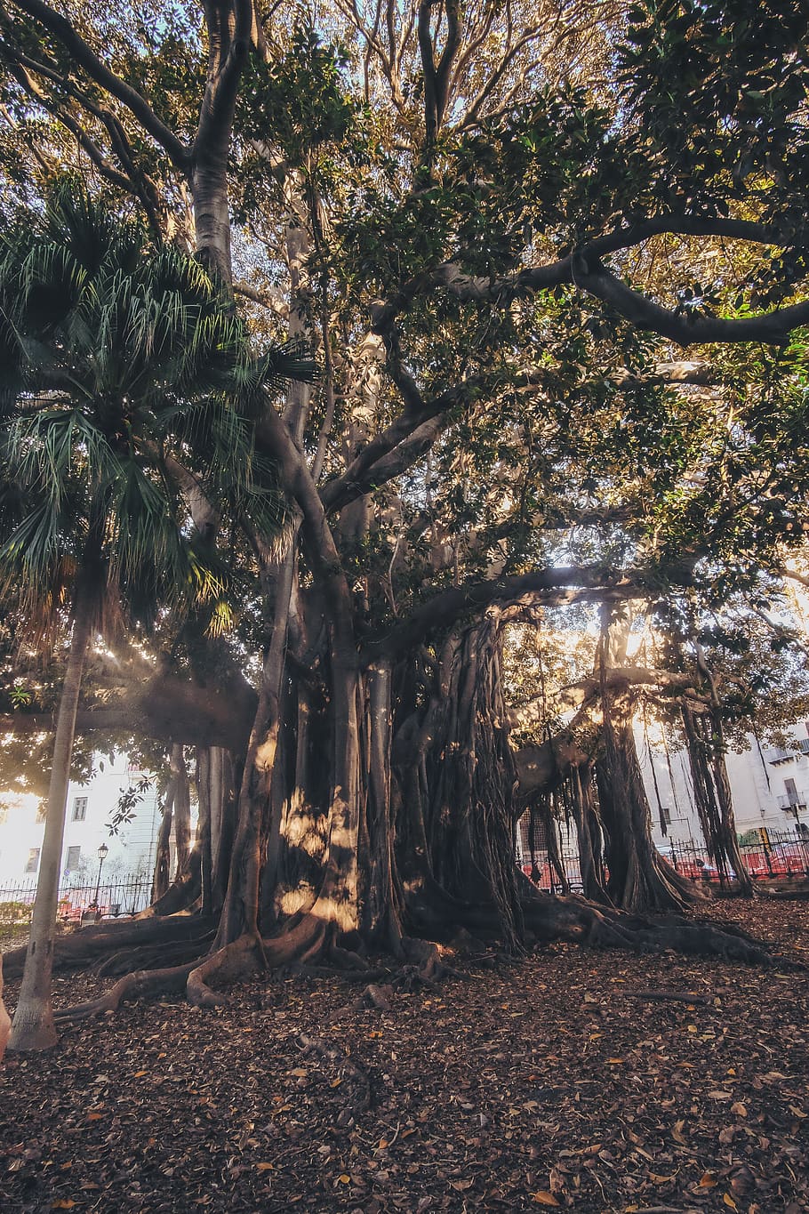 green-leafed tree, plant, growth, tree trunk, nature, tropical climate HD wallpaper