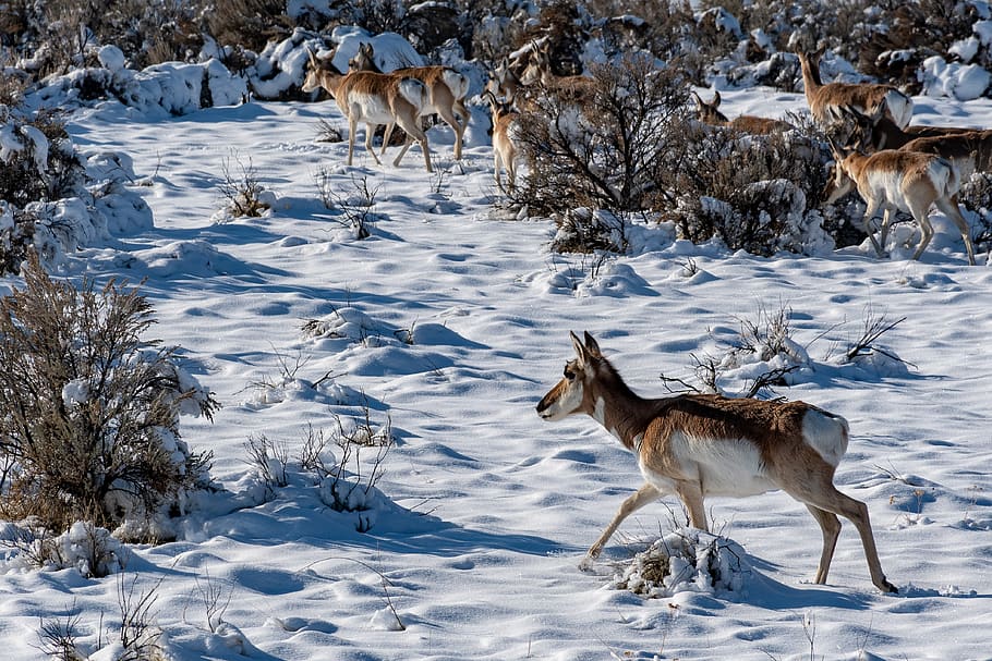 Herd of Deers, animals, cold, daylight, environment, zing, frost HD wallpaper