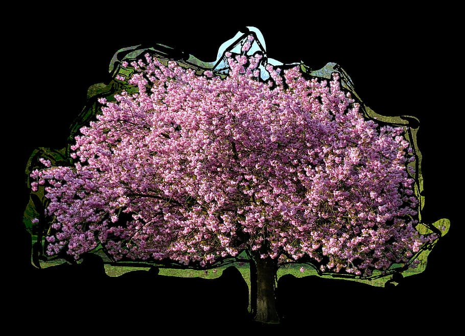 tree, fresh, flower, nature, fragrance, garden, blooming, flowering plant HD wallpaper