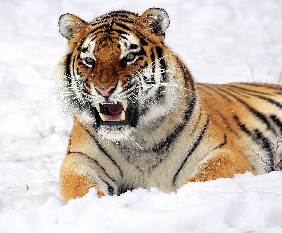 Photo of Tiger Showing His Fangs While Lying on White Surface, HD wallpaper