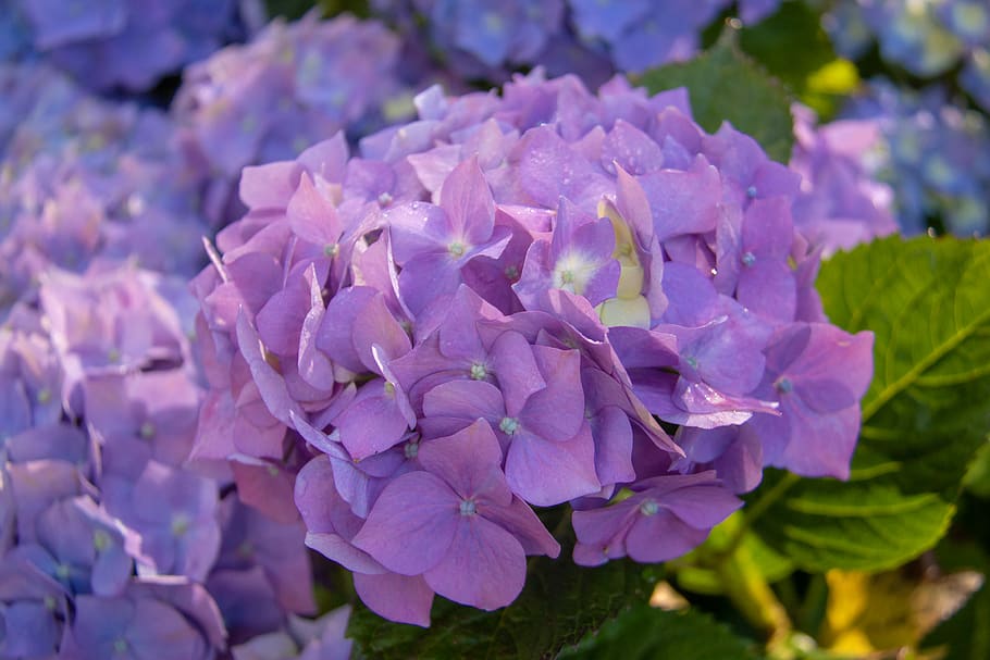 purple cluster flowers, blossom, geranium, plant, iris, petal HD wallpaper