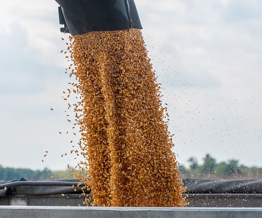 corn, feed, combine, trailer, agriculture, harvest, fall, autumn HD wallpaper