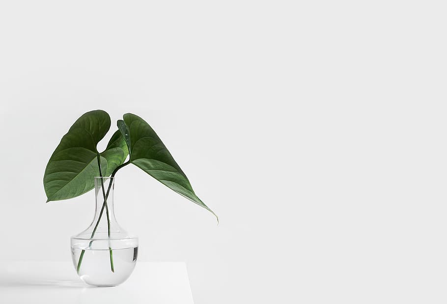 white, aesthetic, table, vase, plants, leaves, green, plant part HD wallpaper