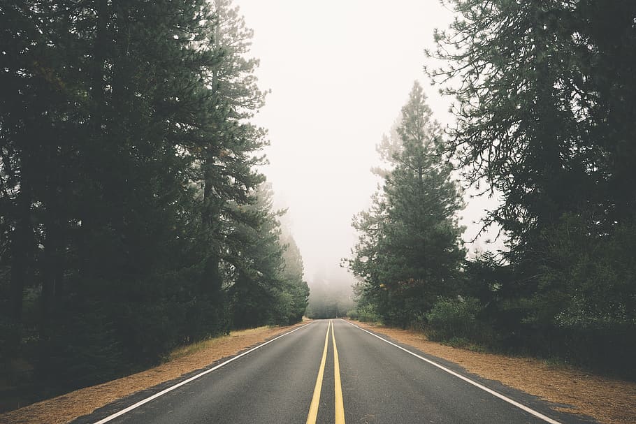 road, trees, forest, woods, empty, fog, country, direction HD wallpaper