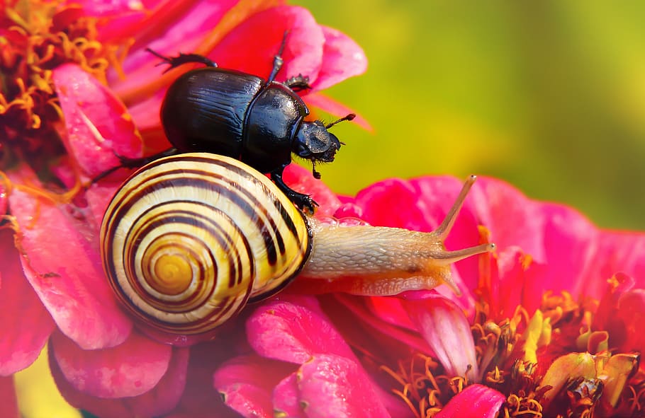 pink petaled flower, invertebrate, insect, bee, animal, plant HD wallpaper