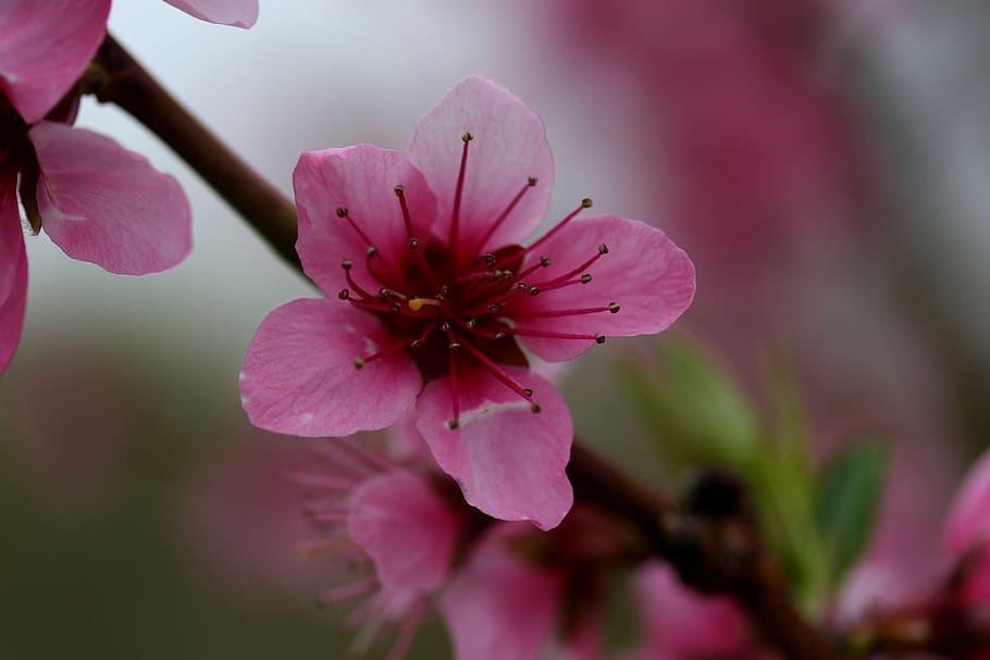 flowers, pink, casey, tree, spring, coloring, romance, flowering plant HD wallpaper
