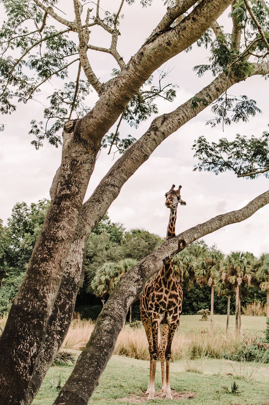 giraffe standing beside tree, wildlife, plant, animal, mammal HD wallpaper