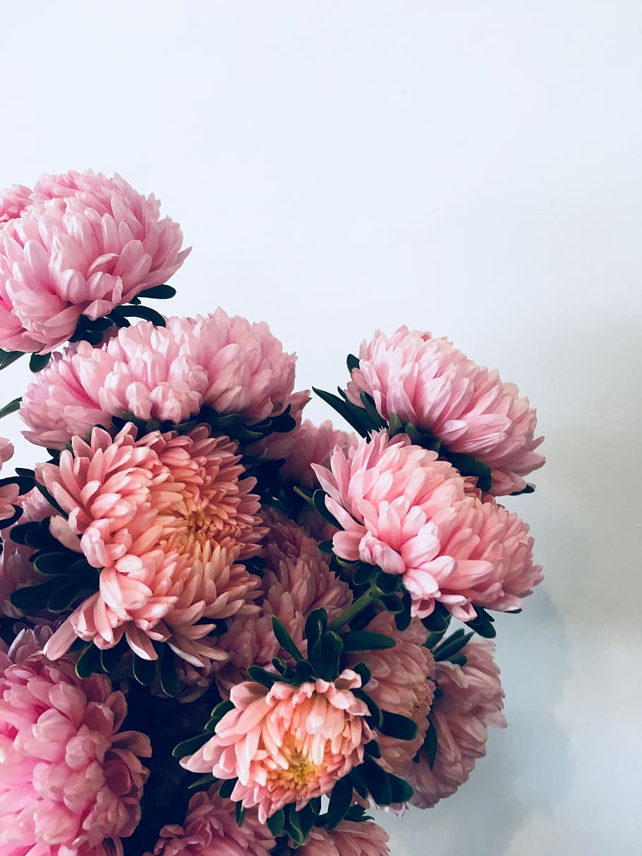 flowering plant, freshness, beauty in nature, fragility, pink color HD wallpaper