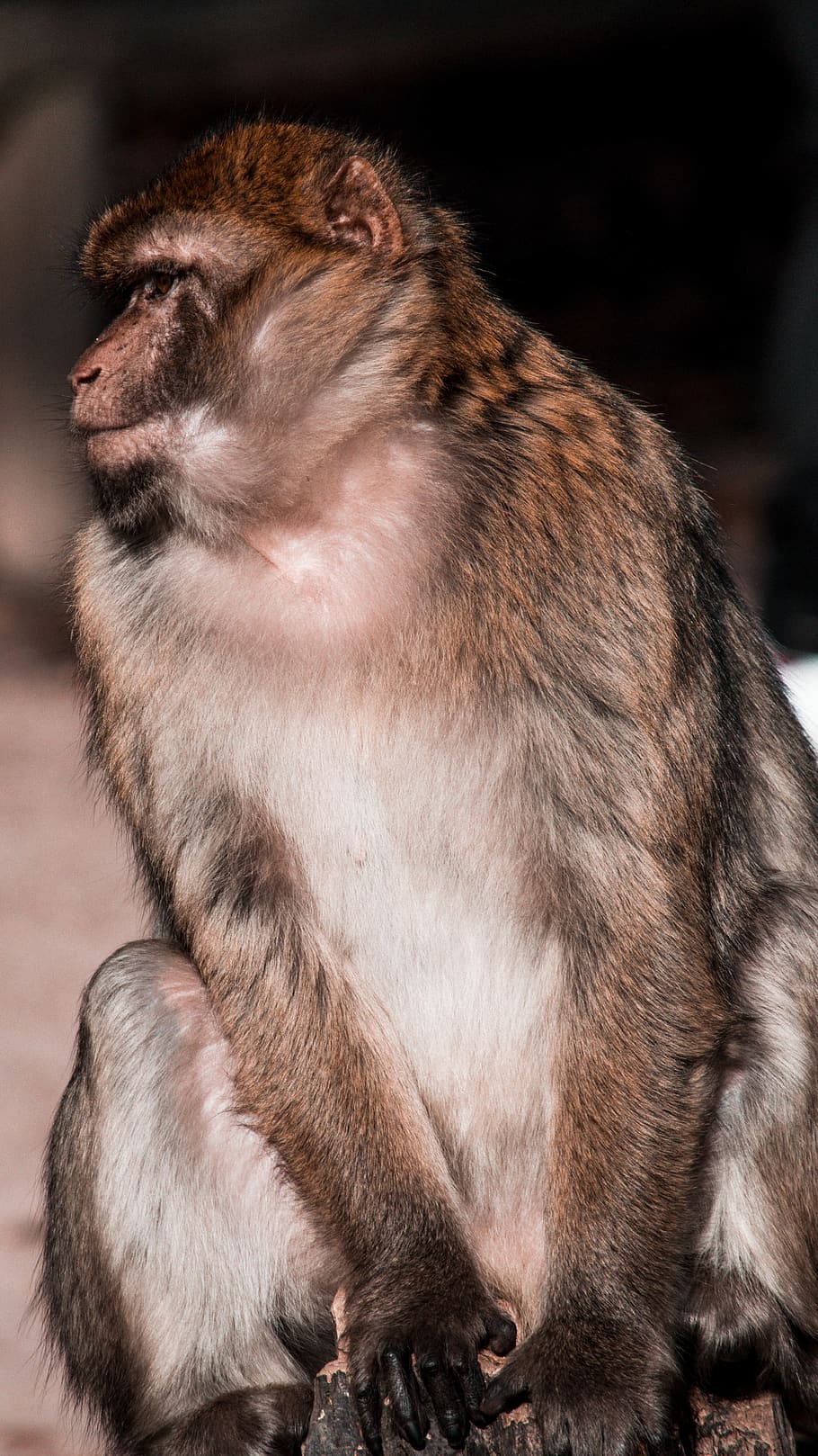 monkey park, orange, animal, wood, mammal, one animal, primate HD wallpaper