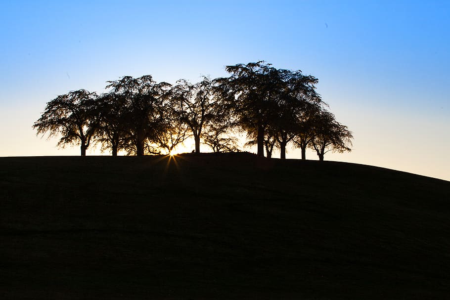trees, graveyard, sunlight, sky, plant, silhouette, tranquility HD wallpaper