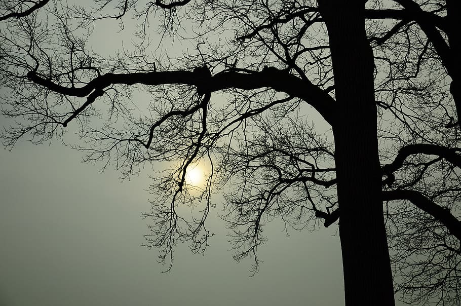 poland, pszczyna, tree, sun, trees, bare tree, branch, sky HD wallpaper