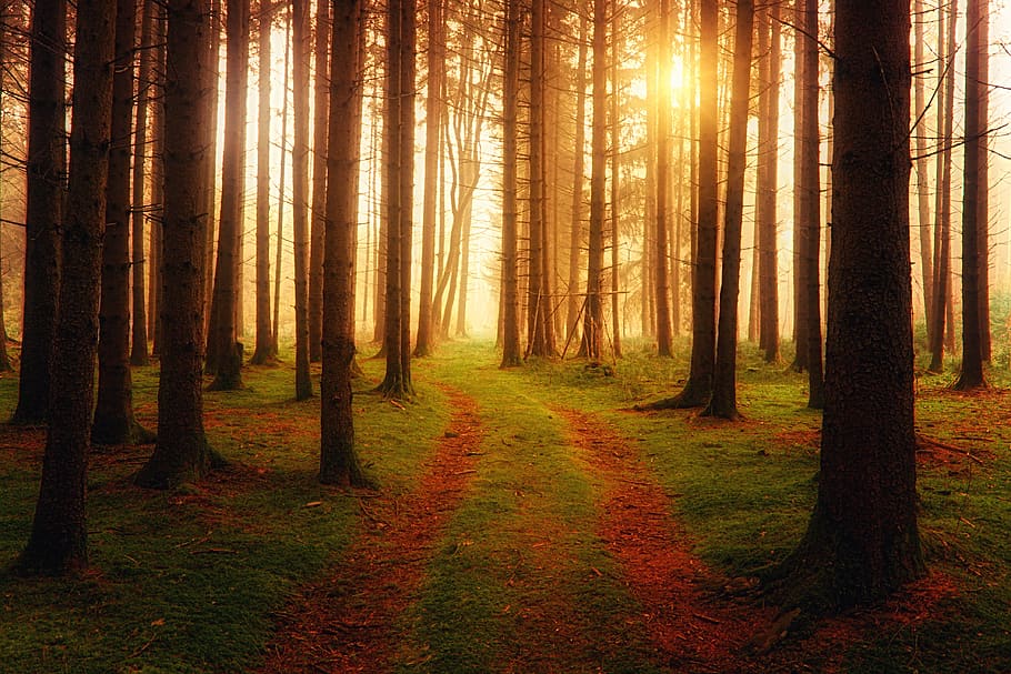 Landscape Photography of Forest, backlit, branches, dawn, daylight HD wallpaper