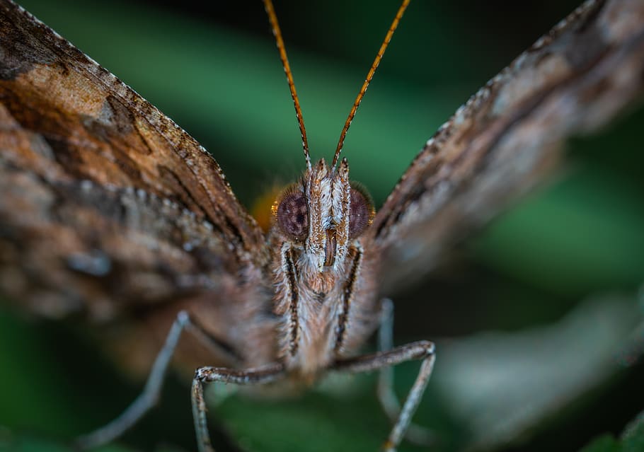 Brown Butterfly Close-up Photography, insect, lepidoptera, macro HD wallpaper