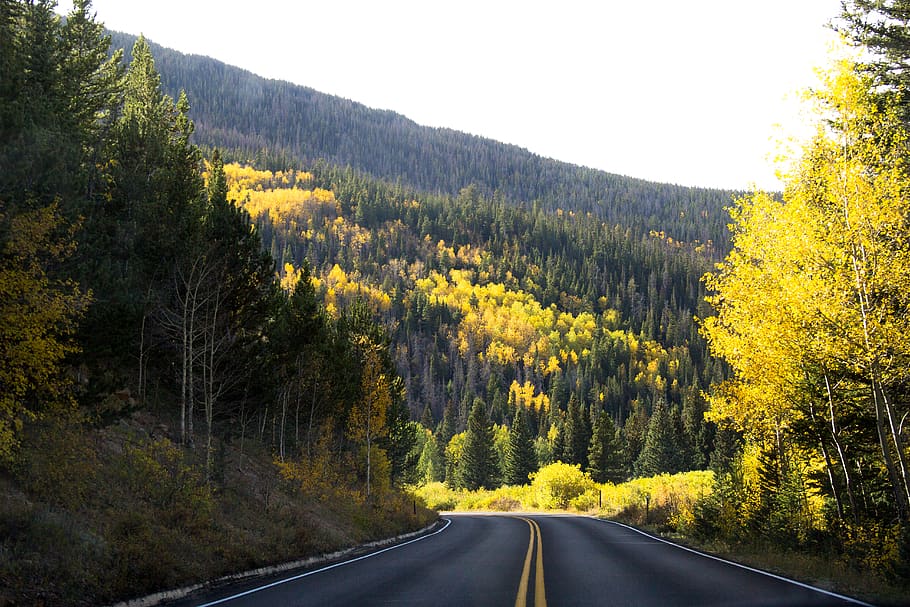 colorado, fall, mountains, aspens, pines, road, colors, tree HD wallpaper