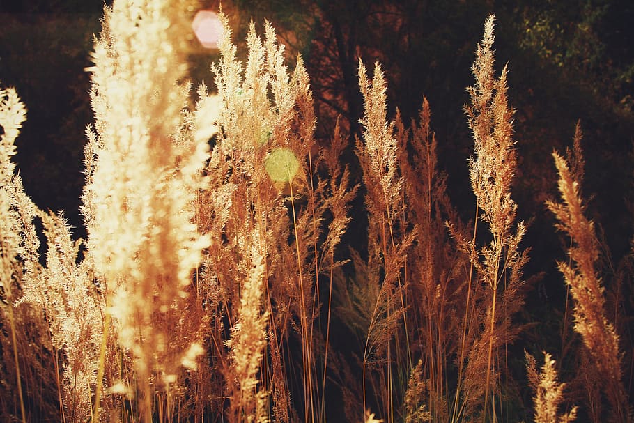 grass, nature, background, no people, plant, tranquility, tree HD wallpaper