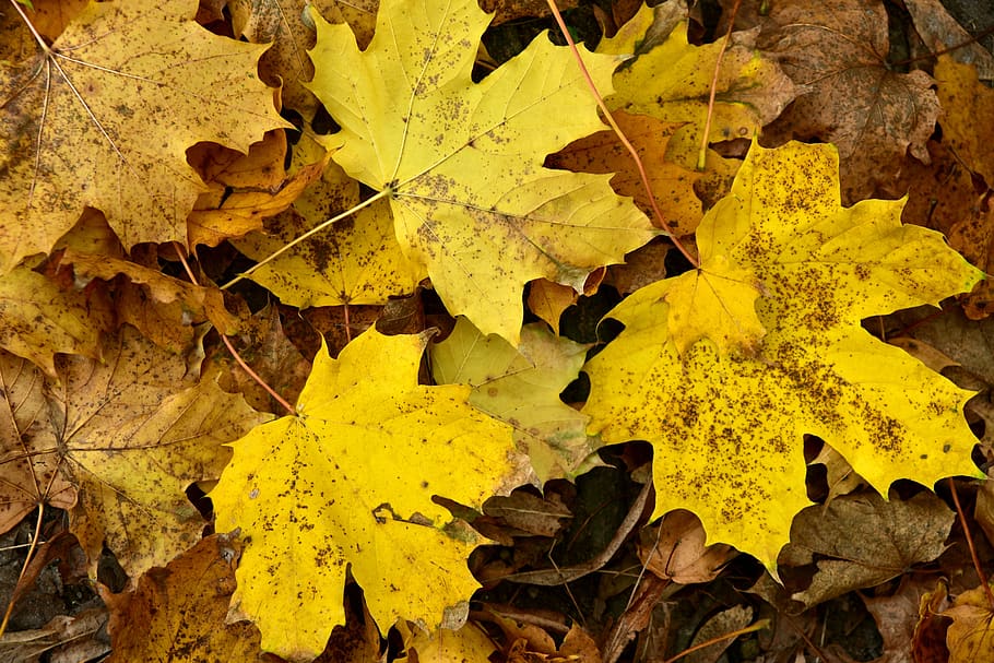 leaves, maple, autumn, background, yellow, favor, fall color HD wallpaper
