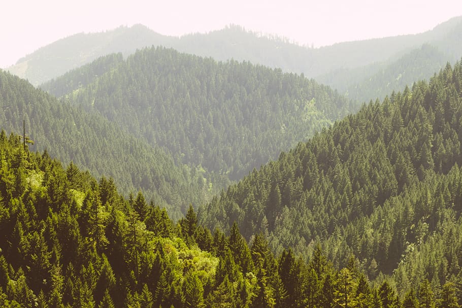 mountain with green tall trees, plant, scenics - nature, beauty in nature HD wallpaper