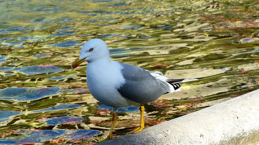bird, seagull, dom, pen, wing, blue, plumage, fountain, cute HD wallpaper