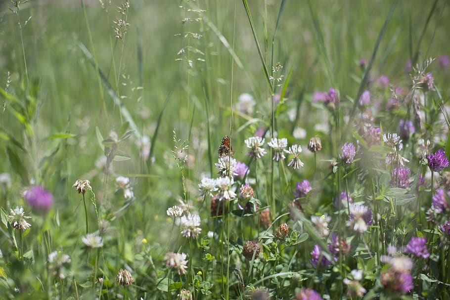 butterfly, green, flowers, field, flowering plant, beauty in nature HD wallpaper