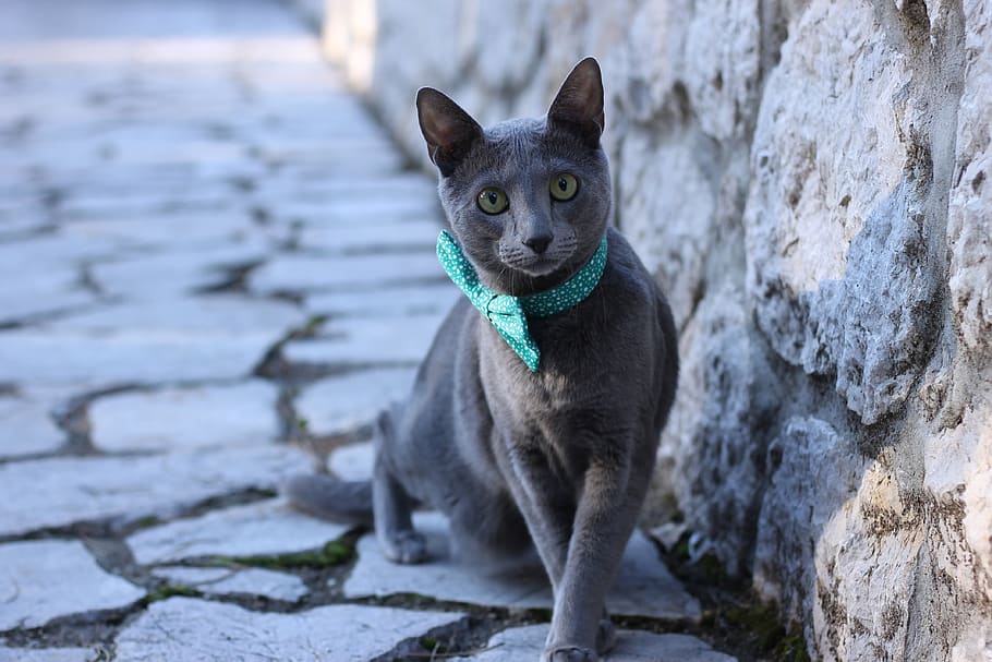 cat, pet, pets, bowtie, blue, russian, one animal, domestic HD wallpaper