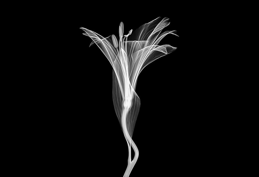white, black, macro, micro, nature, plant, flower, transparent HD wallpaper
