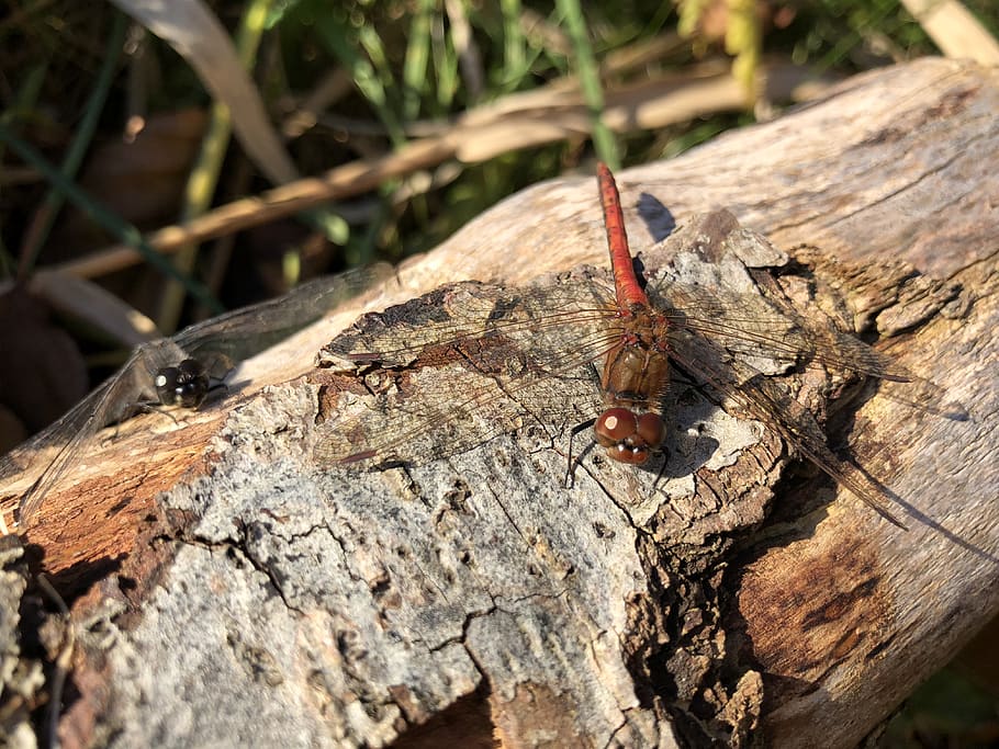 logs, dragonfly, autumn, solar, rest, wings, animal wildlife HD wallpaper