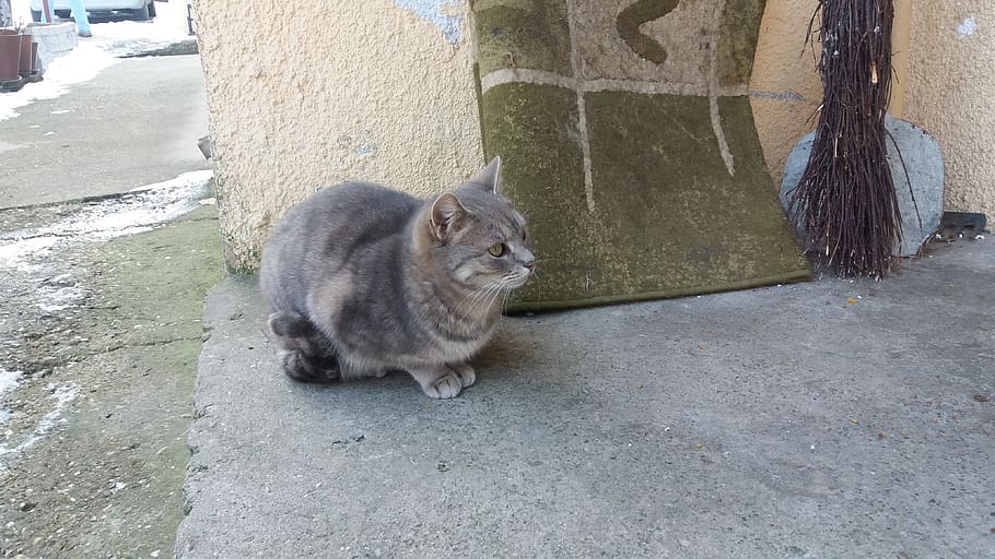 serbia, belgrade, cats, felines, animals, mammal, one animal