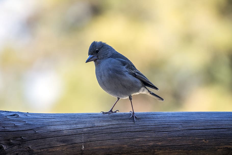 bird, nature, animal wildlife, animal themes, one animal, animals in the wild HD wallpaper