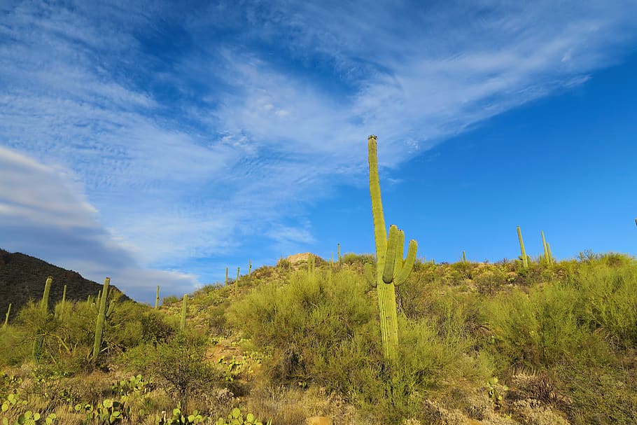 desert, cactus, nature, landscape, plant, scenic, green, prickly HD wallpaper