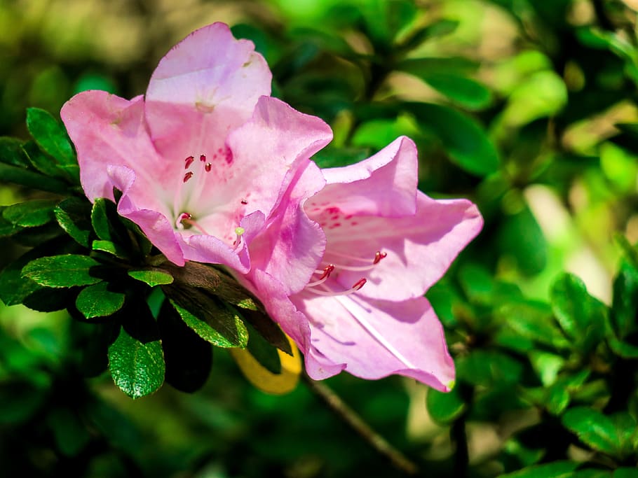 rhododendron, nature, flower, leaf, plant, outdoor, petal, close-up HD wallpaper