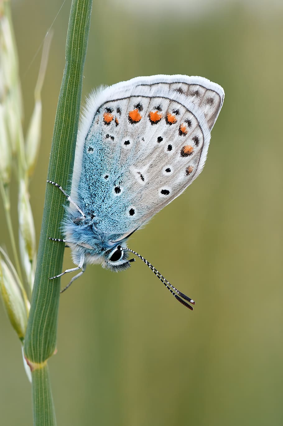 White Brown Black and Blue Butterfly Standing in Green Plant HD wallpaper
