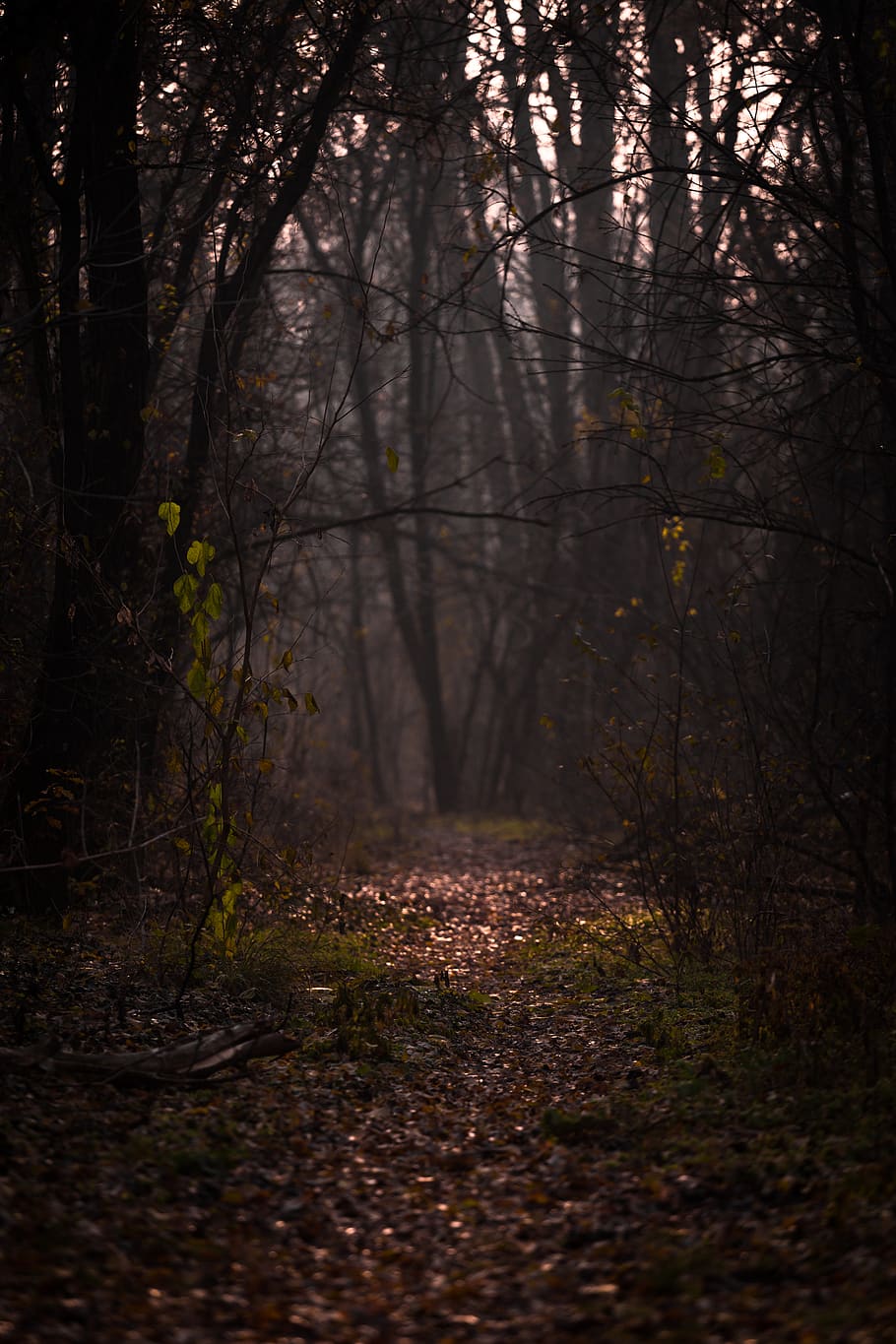 Path Between Trees, backlit, branches, environment, fog, foggy HD wallpaper