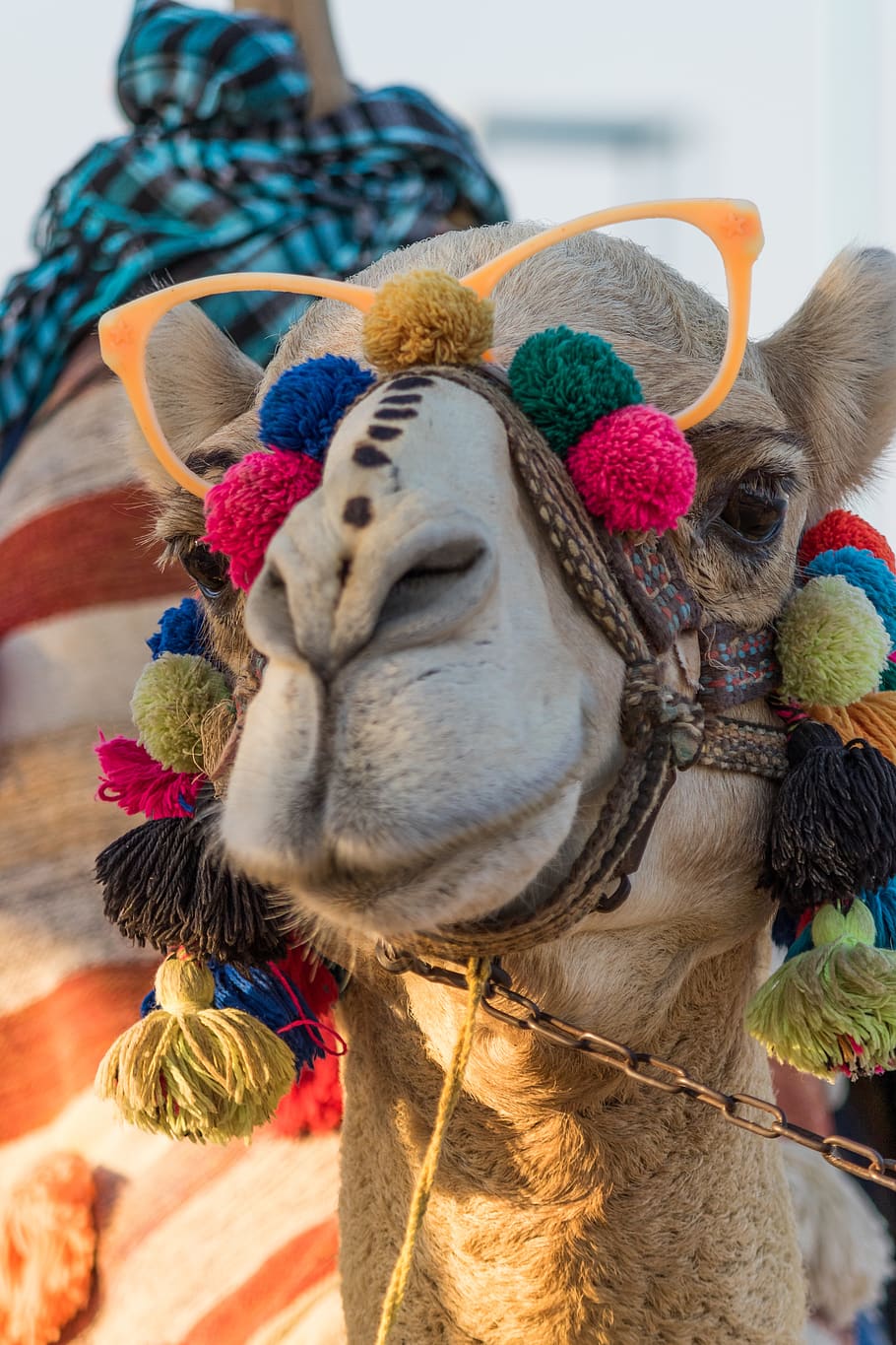 diwali, camel, egypt, mammal, domestic animals, one animal HD wallpaper
