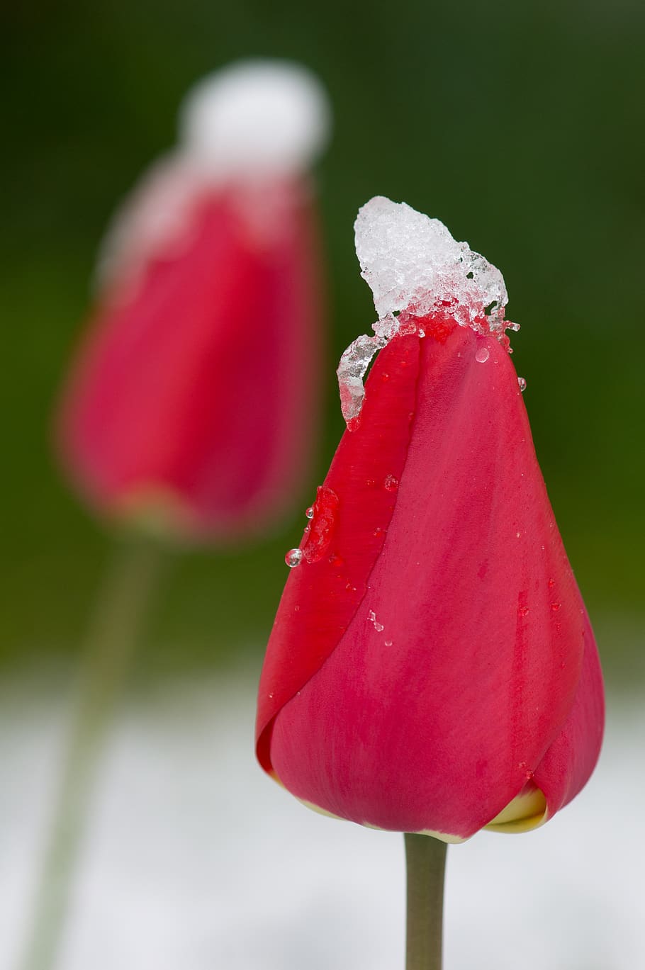 germany, gröbenzell, spring, red, flowers, tulip, snow, cap HD wallpaper