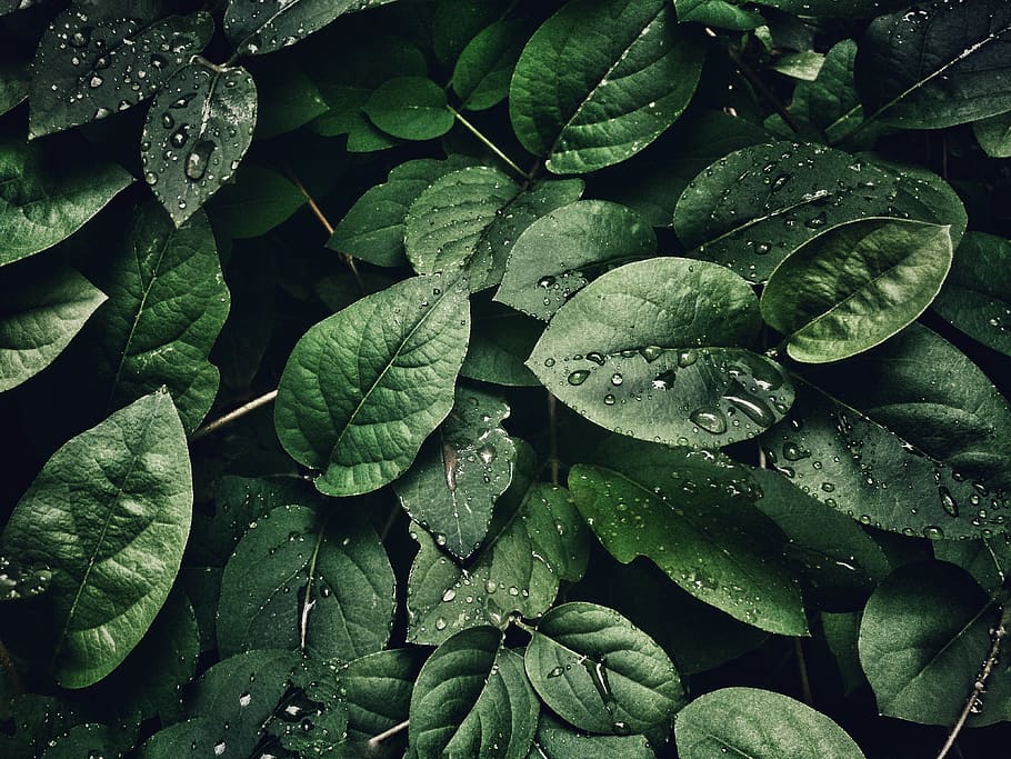 Close-Up Photography of Leaves With Droplets, 4k wallpaper, dew, HD wallpaper