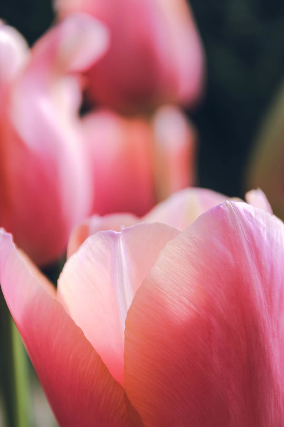 macro, nature, spring, flowers, pink, flowering plant, beauty in nature HD wallpaper