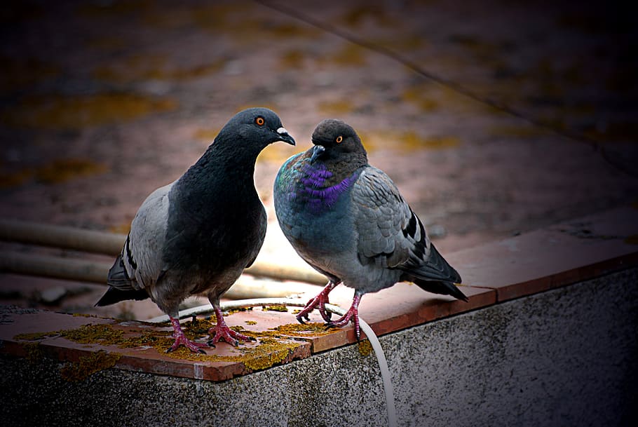 pigeons, corner, terrace, cable, cantilever, couple, birds HD wallpaper