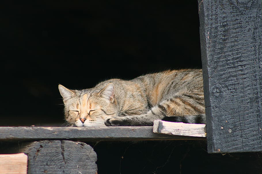 cat, sleeping cat, cute, cozy, feline, mammal, domestic cat HD wallpaper
