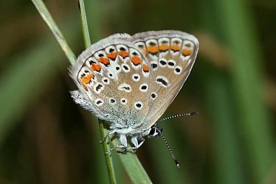 butterfly, macro, insect, nature, butterflies, plant, focus on foreground HD wallpaper