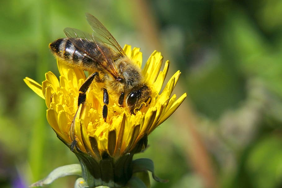 bee, insects, nature, flower, dandelion, apis mellifera, medonosná HD wallpaper
