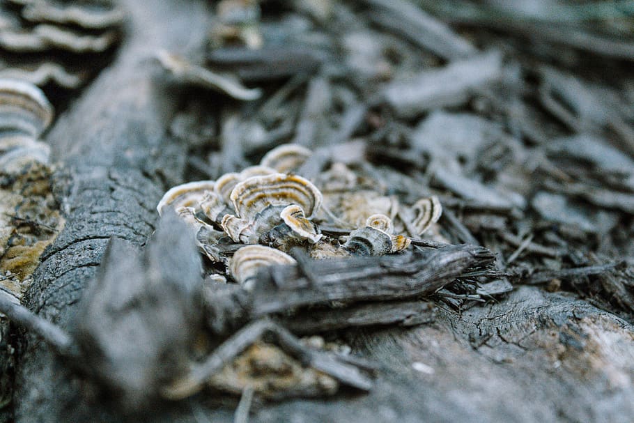 white algae on dead tree trunk, fungi, animal, aspen hill, united states HD wallpaper