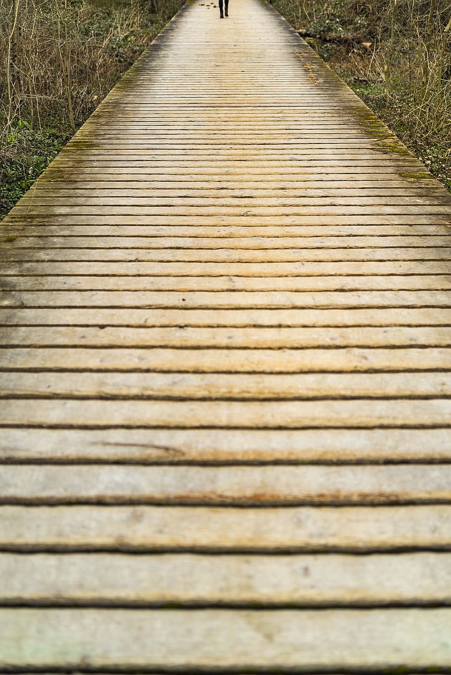 switzerland, geneva, path, walk, ahead, bridge, woods, direction HD wallpaper