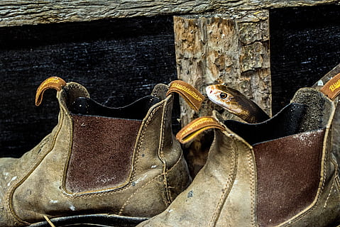snake on brown boot, clothing, apparel, australia, footwear, hartleys crocodile adventures HD wallpaper