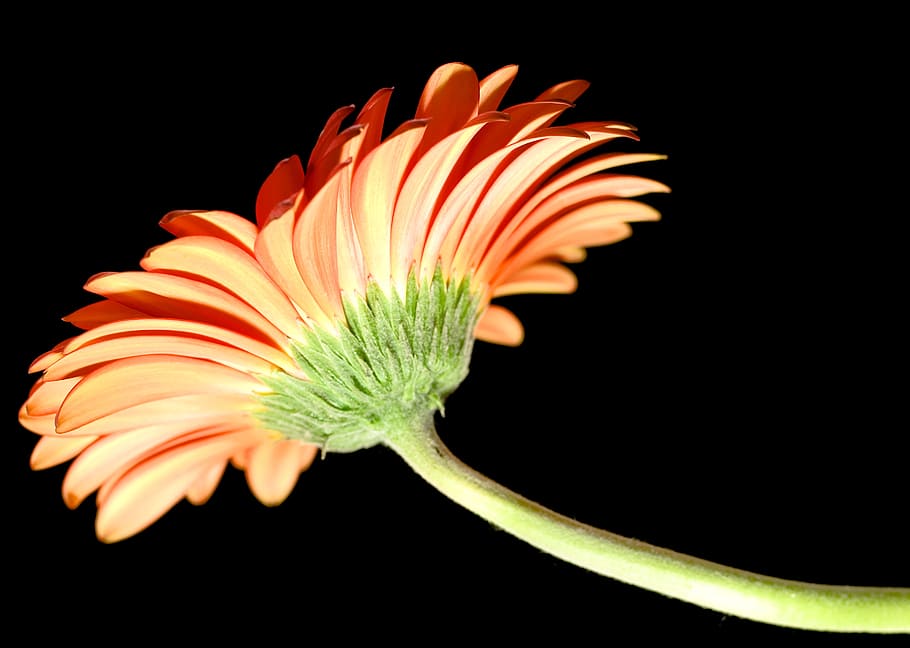 flower, bloom, red, petals, black, isolated, studio shot, black background HD wallpaper