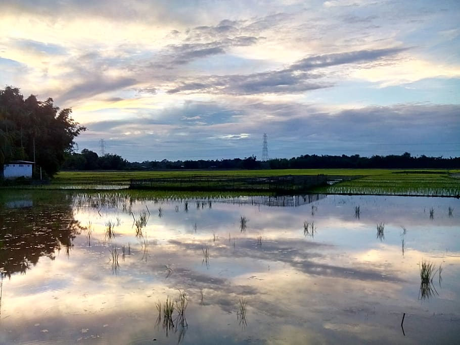 india, assam, rainfall, rice fields, water, sky, reflection, HD wallpaper